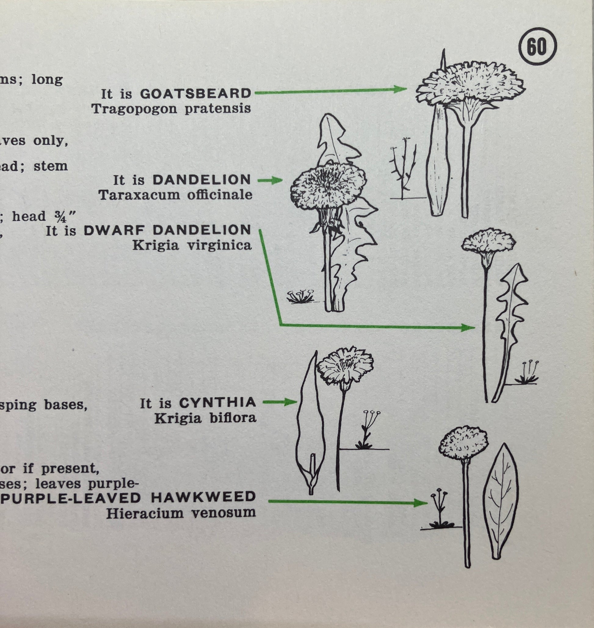 Mid Century plant guide 