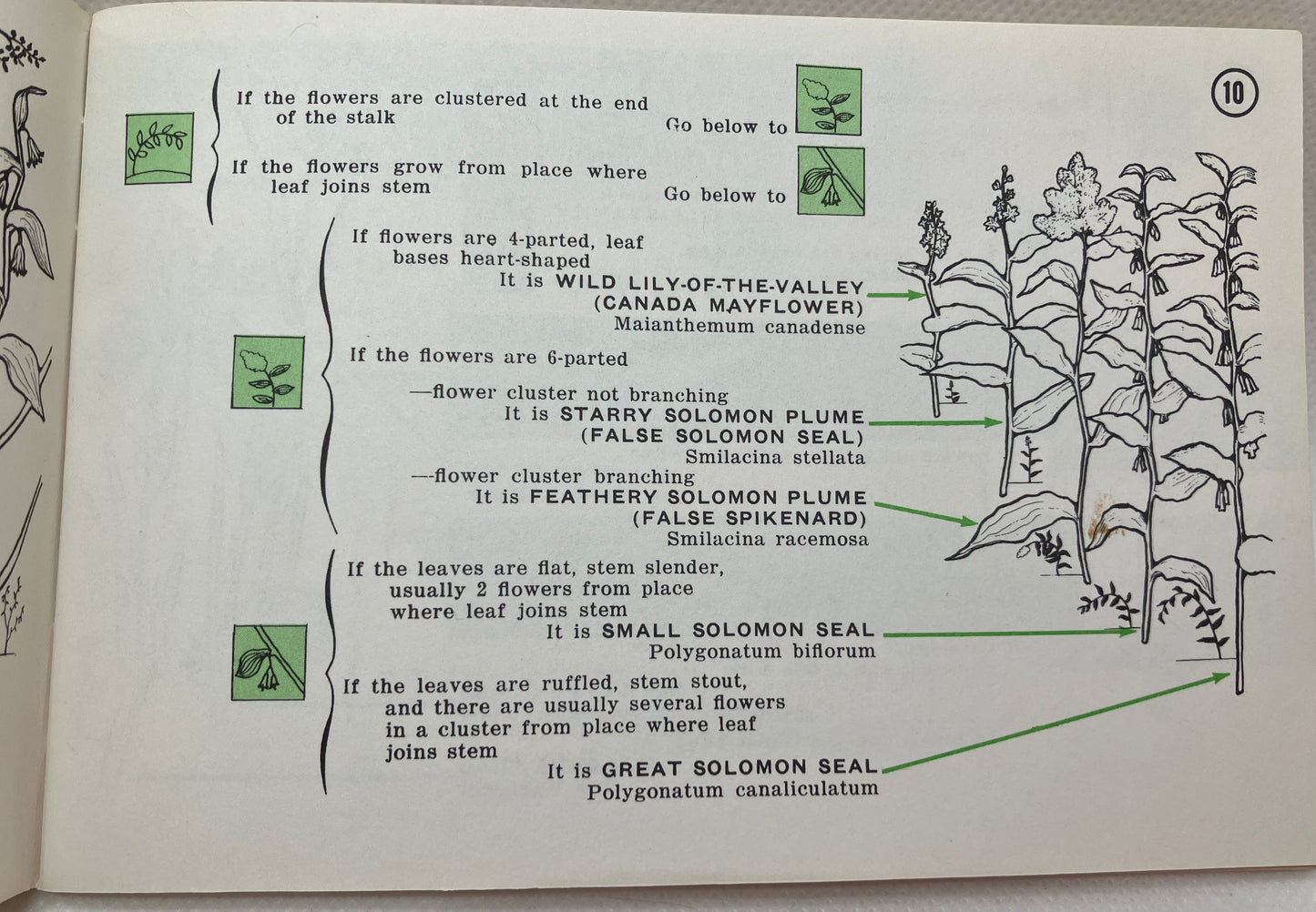 Plant Nature Guide Illustrations from Mid Century