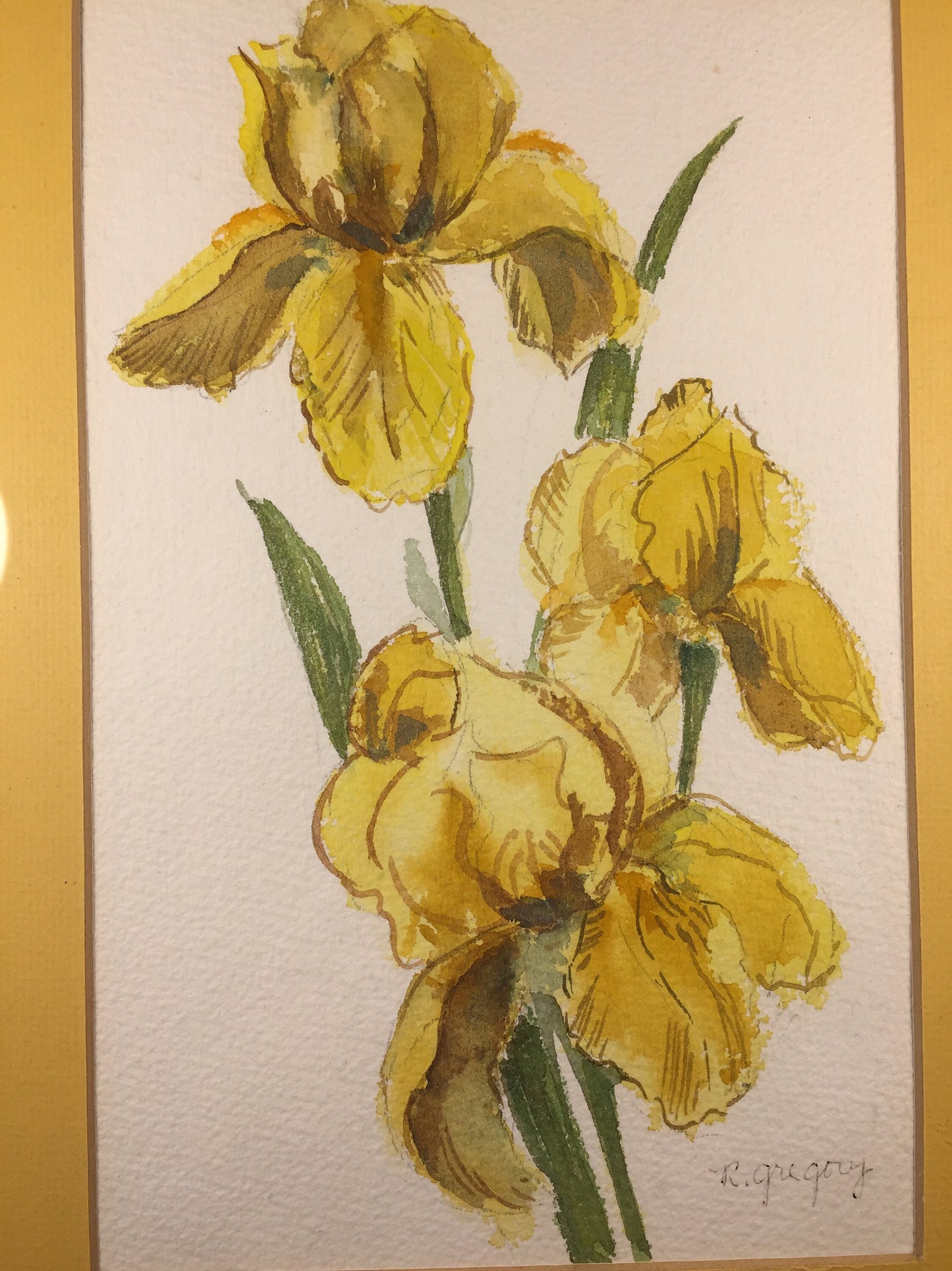 Yellow Iris Water Color