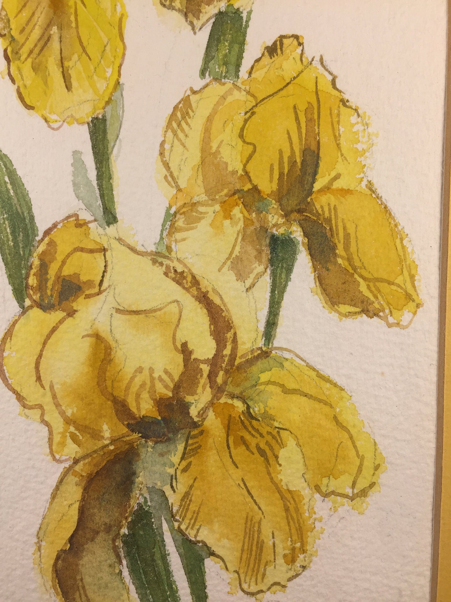 Yellow Iris Water Color