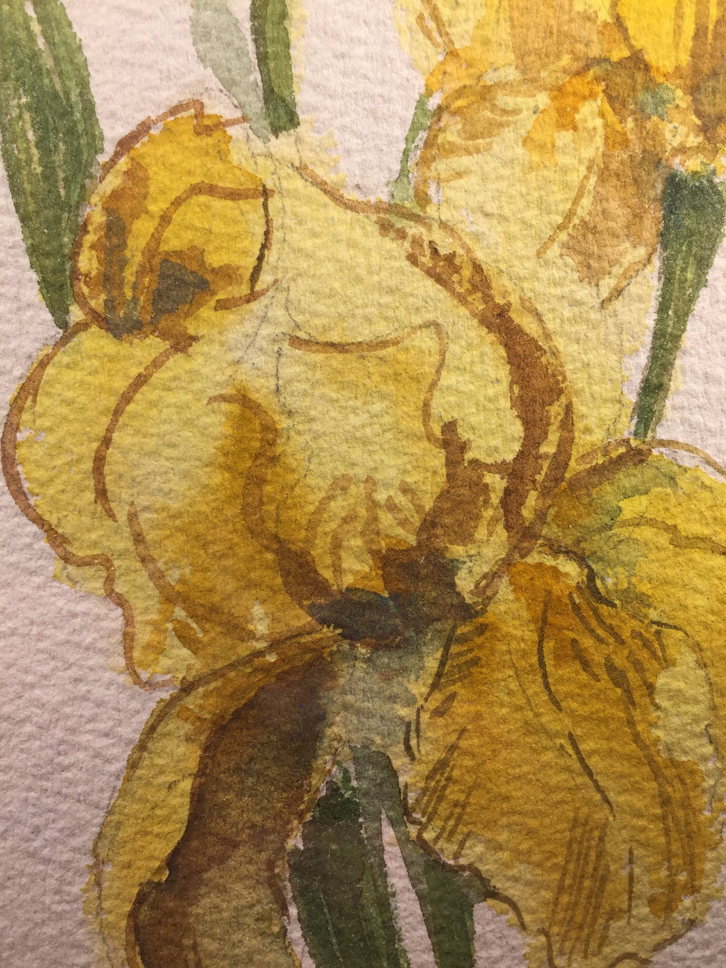 Yellow Iris Water Color